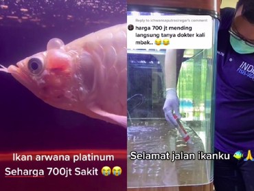 Viral Ikan Arwana Seharga Rp700 Juta Mati, Netizen Ikut Sedih