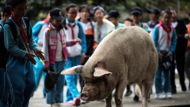Setelah 13 tahun berselang, Zhu Jianqiang alias Babi Kuat, yang menjadi ikon nasional China untuk penyintas gempa M7,9 pada 2008 silam akhirnya menemui ajal.
