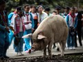 China Berduka atas Kematian Babi Kuat Penyintas Gempa 2008
