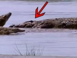 Ngeri, Buaya Raksasa Ini Disebut Mangsa Ratusan Orang