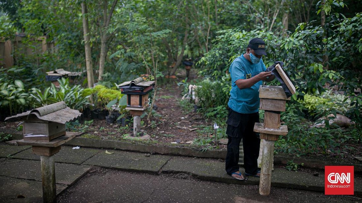 FOTO: Mengintip Budidaya Lebah Madu di Hutan Kota Srengseng