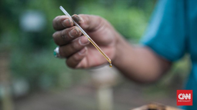 FOTO: Mengintip Budidaya Lebah Madu di Hutan Kota Srengseng