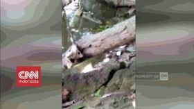 VIDEO: Penampakan Dua Buaya di Sungai Bengawan Solo