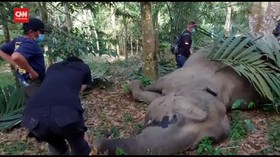 VIDEO: Seekor Gajah Sumatera Ditemukan Mati