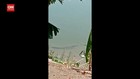 VIDEO: Viral Penampakan Dua Ekor Buaya Di Bengawan Solo