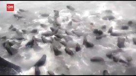 VIDEO: Kapal Nyaris Tenggelam Diserbu Singa Laut