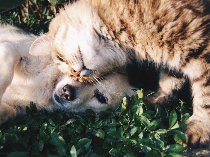 mencintai hewan dengan memberikan perhatian dan merawat makhluk hidup adalah perbuatan yang baik
