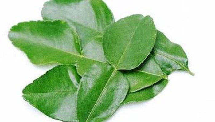 Daun Rempah Asal Indonesia Ini Jadi Harta Karun di Jepang dan Belanda, Apa Itu?