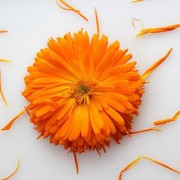 Populer di 2021, Bongkar Fakta Kegunaan Bunga Calendula bagi Kecantikan Wajah