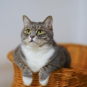 Dampak Invasi Rusia ke Ukraina, Kucing Rusia Dilarang Ikut Kompetisi Internasional