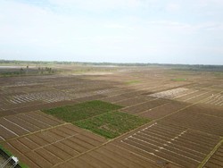 Kementan Mau Bangun Food Estate di Jawa, Fokus Tanam Bawang Merah
