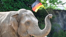 Euro 2020: Gajah Yashoda Ramal Jerman Kalahkan Portugal