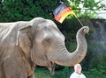 Euro 2020: Gajah Yashoda Ramal Jerman Kalahkan Portugal
