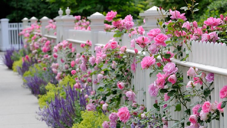 White fence and pink roses in residential garden. Also sage (salvia) catmint and lady's mantle bordering sidewalk