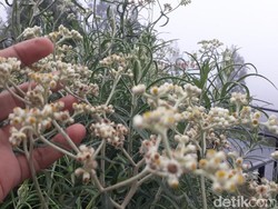 Mitos dan Fakta Bunga Edelweis, si Bunga Abadi