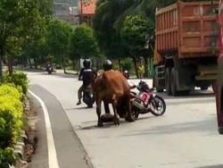 Ngamuk Hendak Dijual, Sapi Seruduk Pemotor di Jalur Pantura Tuban