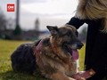 VIDEO: Anjing Kesayangan Joe Biden Mati di Usia 13 Tahun