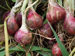 PPKM Jadi Akar Masalah Harga Bawang Merah Meroket