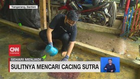 VIDEO: Sehari Menjadi Pencari Cacing Sutra