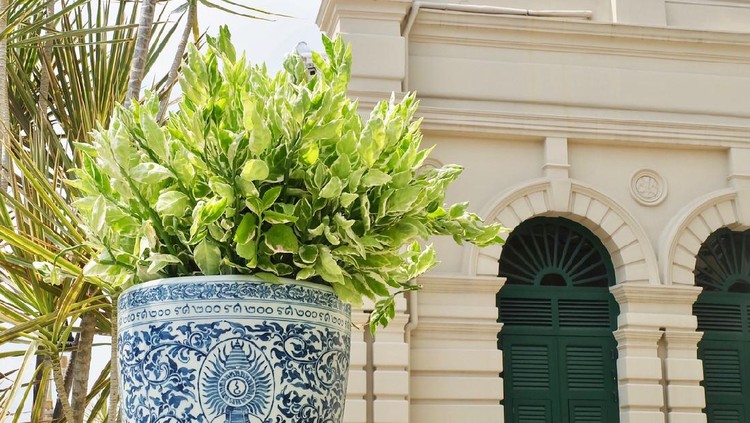 Bangkok, Thailand - February 9, 2019 : Beautiful Euphorbia Tithymaloides or Redbird Cactus Plants in A Flower Pot at The Grand Palace.