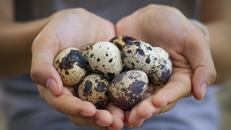 Telur Puyuh Natural quail eggs in asian woman hands., , Selective focus.