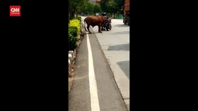 VIDEO: Sapi Limosin Mengamuk, Beberapa Kendaraan Rusak