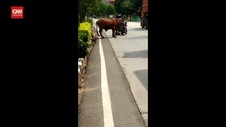 VIDEO: Sapi Limosin Mengamuk, Beberapa Kendaraan Rusak