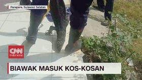 VIDEO: Biawak Masuk Kos-kosan