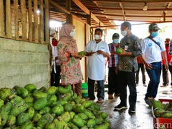 Frozen Fruit Banyuwangi Tembus Pasar Jakarta hingga Mataram