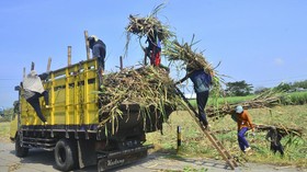 Pemerintah Bentuk SugarCo, Holding BUMN Pabrik Gula
