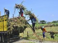Pemerintah Bentuk SugarCo, Holding BUMN Pabrik Gula
