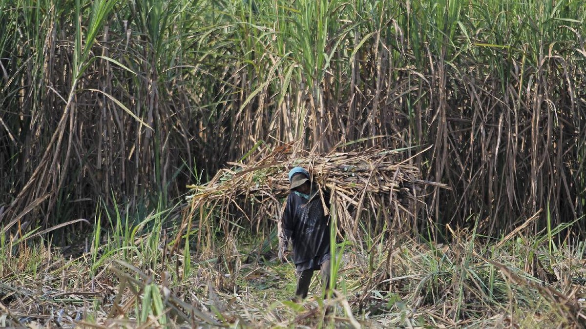 FOTO: Wacana Setop Impor, Produsen Genjot Produksi Gula Lokal