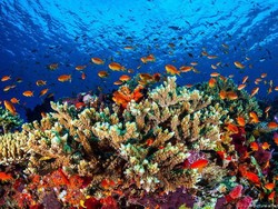 Ilmuwan Ramai-ramai Bekukan Karang The Great Barrier Reef, Ada Apa?