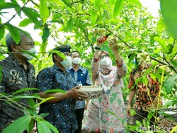 Dimentori Bos BUMN-Akademisi, Ribuan Pemuda Banyuwangi Daftar Jagoan Tani