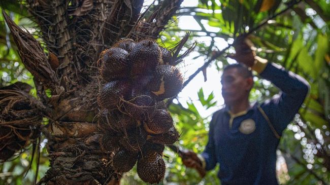 Kebun Salak Condet semakin terhimpit mal, hotel, dan jalan tol. Cagar Buah Condet berusaha menyelamatkan maskot DKI Jakarta itu dari kepunahan.