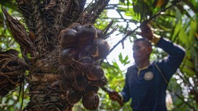 Dikepung Mal & Permukiman, Kebun Salak Condet Terancam Punah