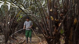 FOTO: Menyusuri Kebun Salak Condet, Sang Maskot Jakarta