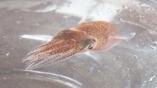 Squid Sent into Space Returns to Earth Juli