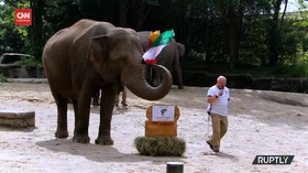VIDEO: Jerman VS Hungaria Seri, Prediksi Yashoda Si Gajah
