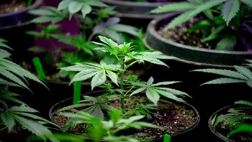 RISIKO DAN EFEK NEGATIF PENGGUNAAN GANJA