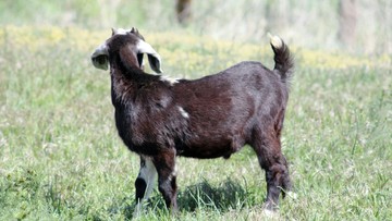 Nyaris 300 Warga AS Terpapar Kambing Rabies di Kebun Binatang Keliling