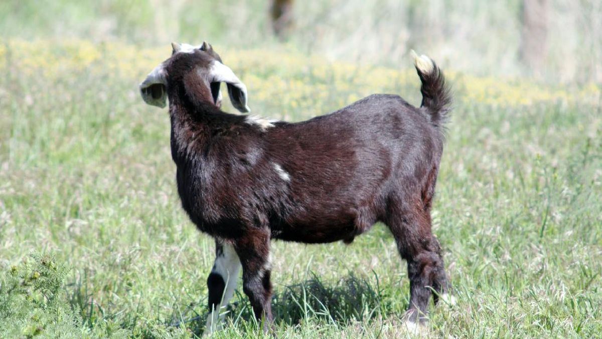 Nyaris 300 Warga AS Terpapar Kambing Rabies di Kebun Binatang Keliling