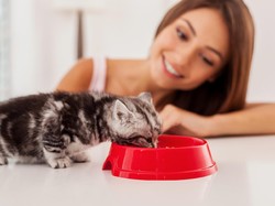 Apakah Kucing Boleh Makan Nasi? Begini Faktanya