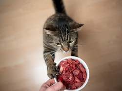 Viral Wanita Ngemil Makanan Kucing, Memangnya Aman Ya? Dokter Bilang Gini