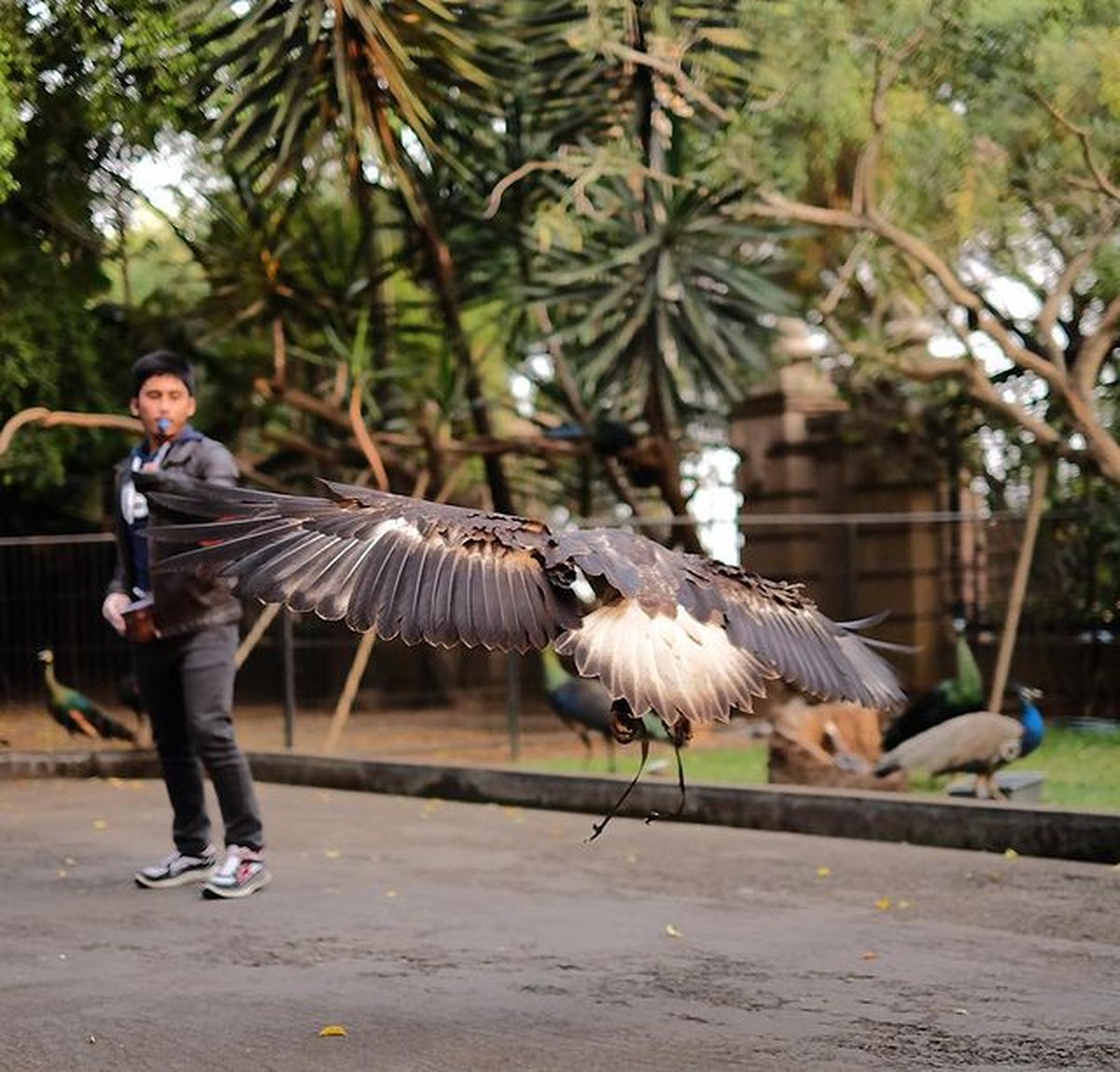 Alshad Kautsar Ahmad sepupu Raffi Ahmad memiliki hobi pelihara hewan liar&period; Yuk intip potret Alshad dan peliharaannya yang tak biasa&excl;