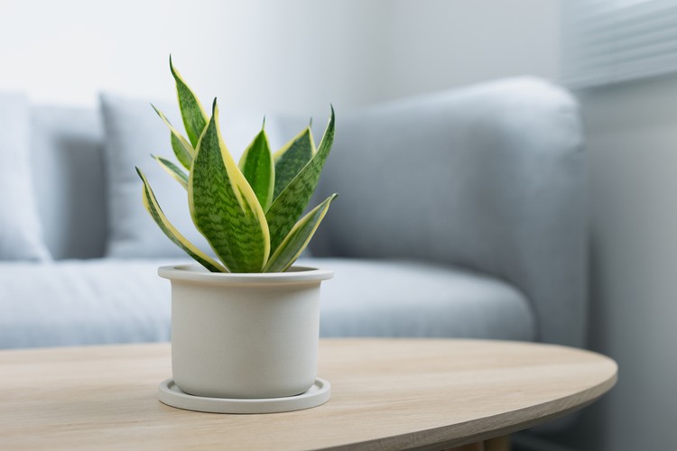 Tanaman Hias Lidah Mertua Decorative sansevieria plant on wooden table in living room. Sansevieria trifasciata Prain in gray ceramic pot.