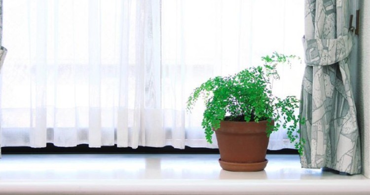 DAUN MINT HINGGA MELATI Tanaman hias apa saja yang cocok untuk kamar mandi? Berikut tanaman hias untuk kamar mandi yang akan membuat kamar mandi Bunda wangi setiap hari.