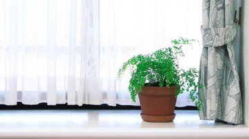 DAUN MINT HINGGA MELATI