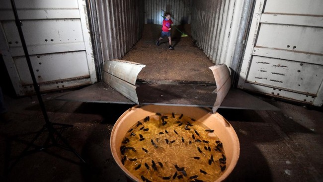 Wabah tikus di Australia telah memberikan kesengsaraan baik dari petani yang hasil pertaniannya rusak hingga para napi di lapas.