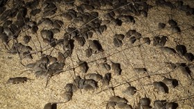 Tikus Serbu Permukiman Warga di Karawang